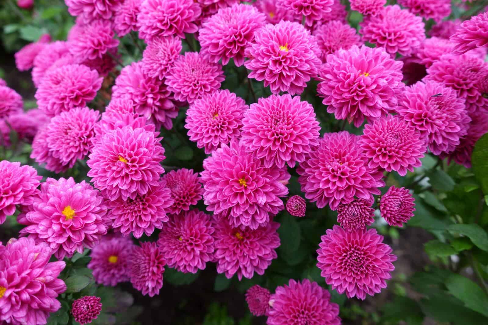 Dahlias - Image 3