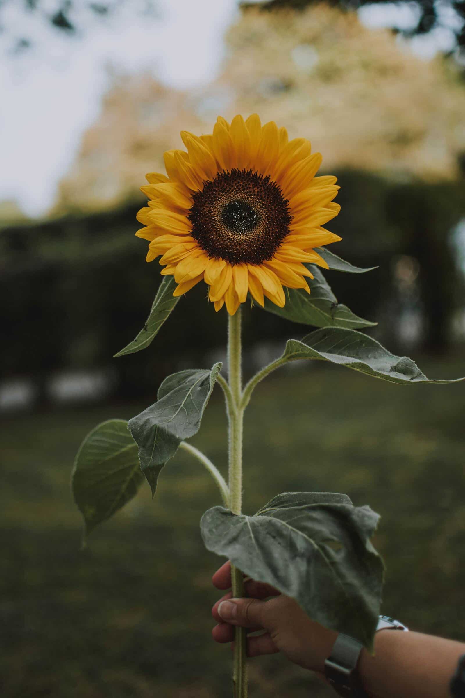 Sunflower - Image 4