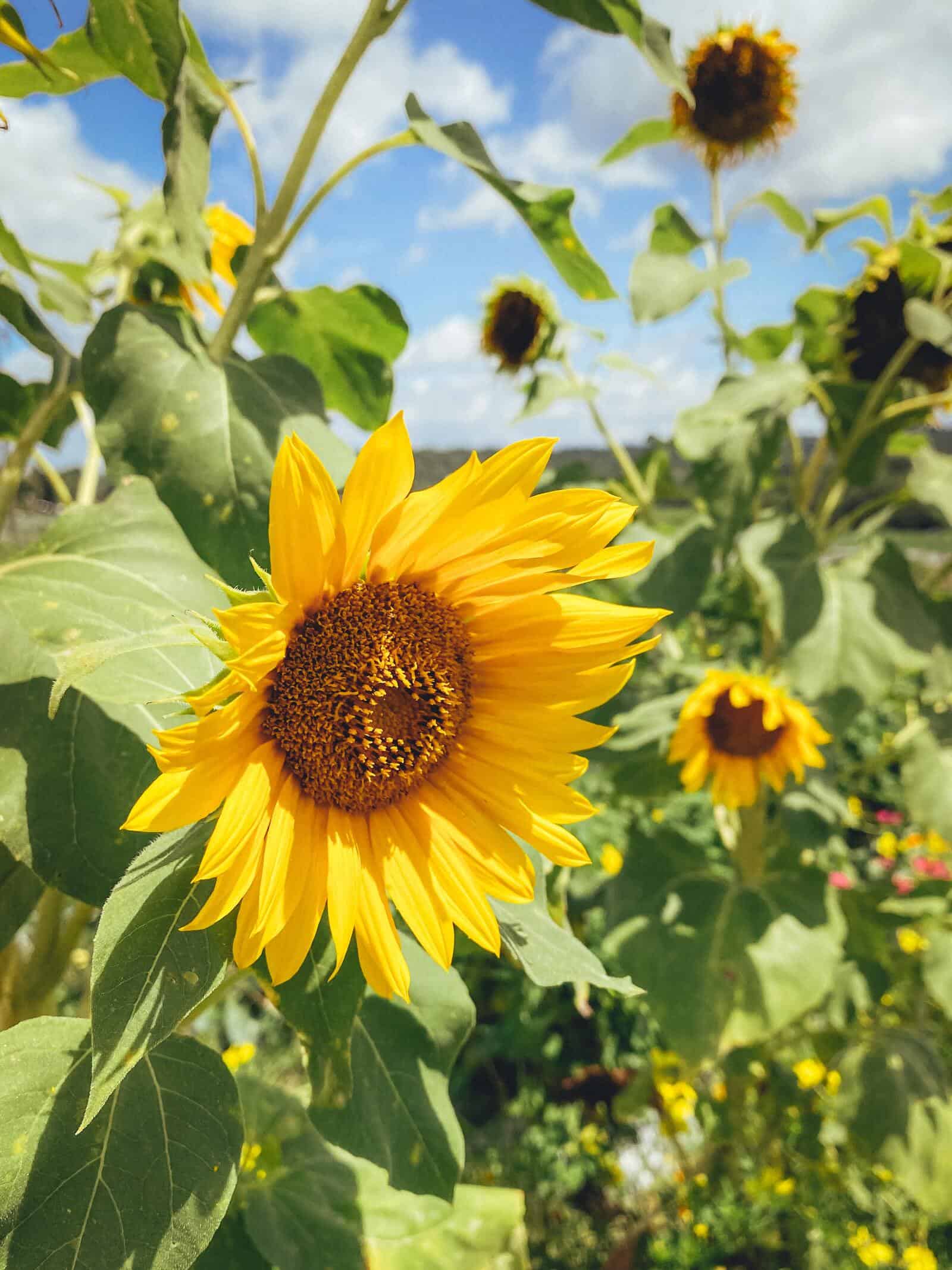 Sunflower - Image 3