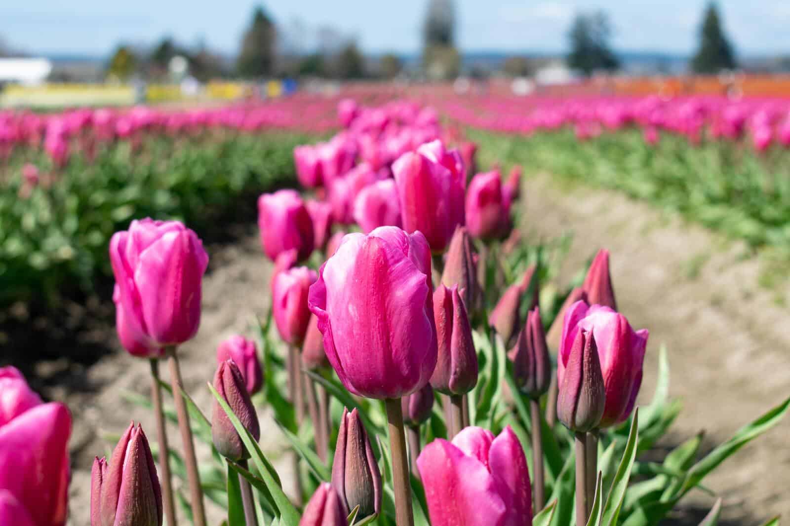 Tulip - Image 2