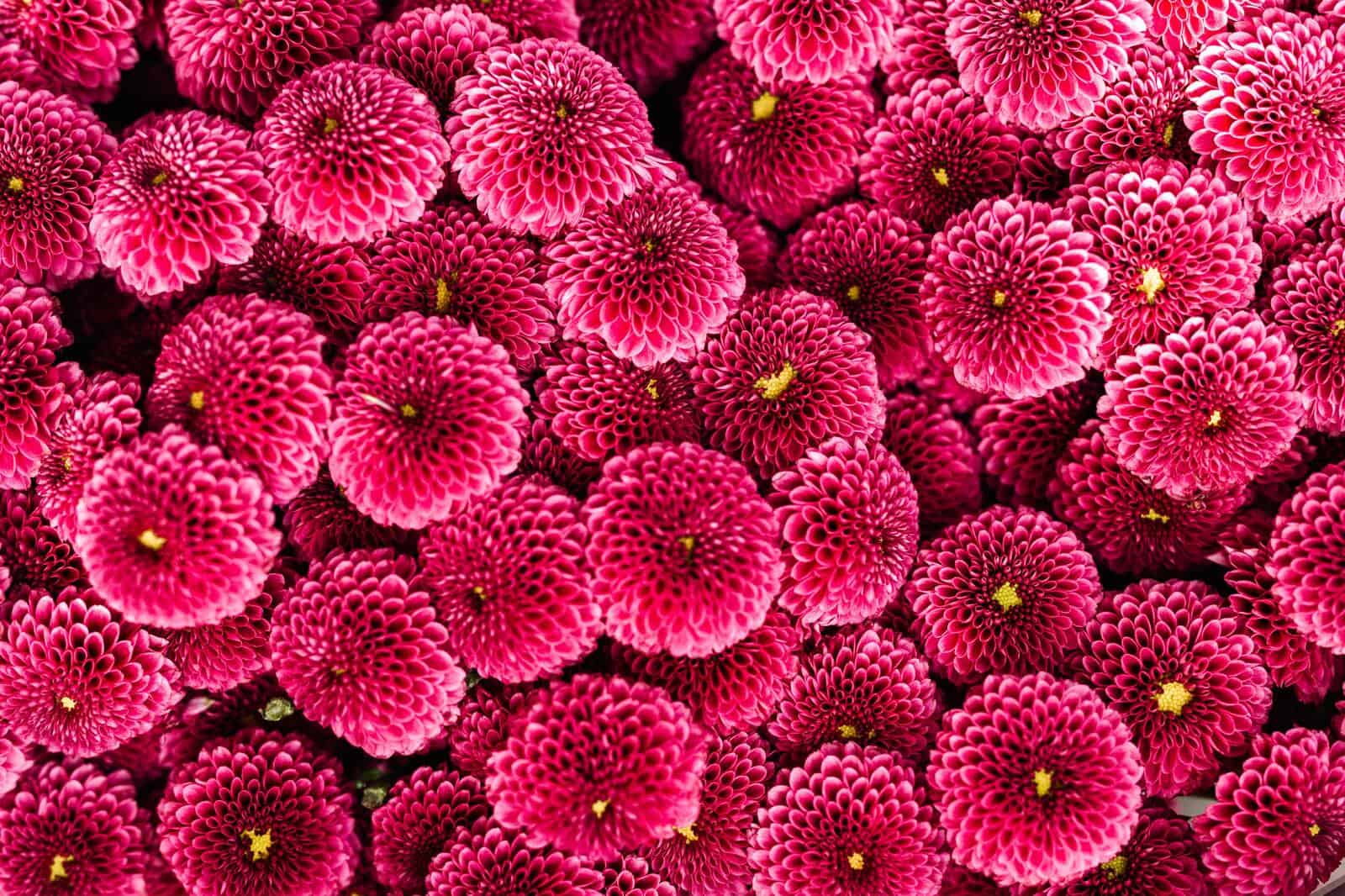 Dahlias - Image 2