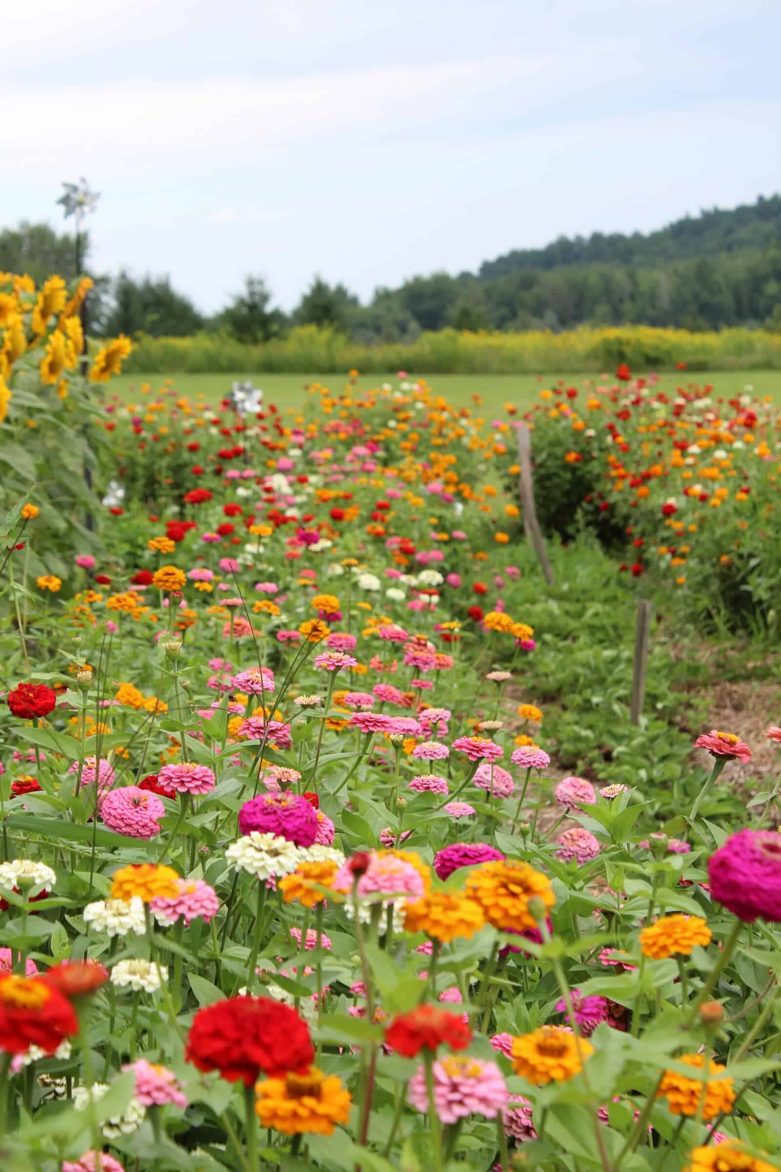 Zinnias - Image 3