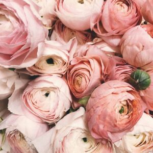 Ranunculus