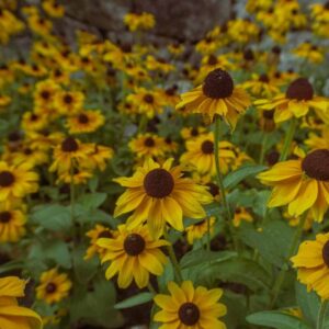 Rudbeckia