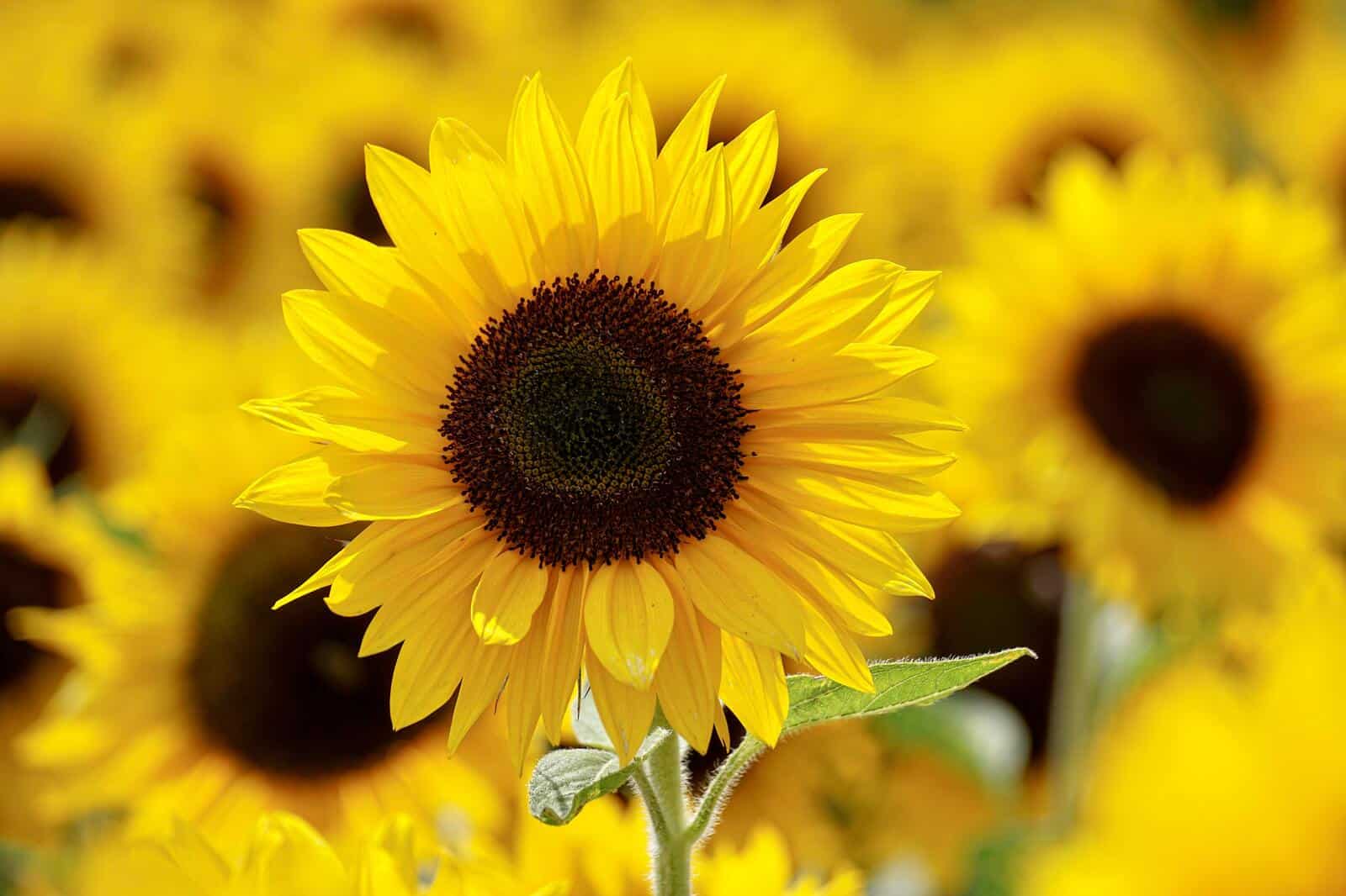 Sunflower - Image 2