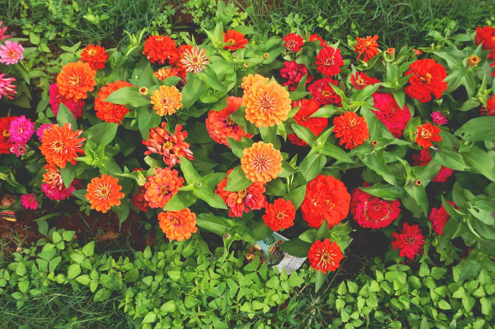 Zinnias - Image 2